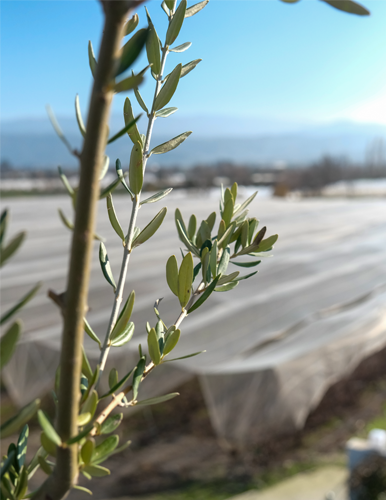 35 Yıllık Tecrübe ile Yerel Kalkınma İçin İlk Adım